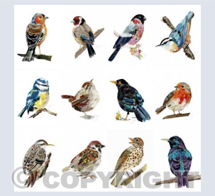 British garden birds