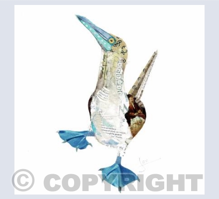 Blue Footed Booby