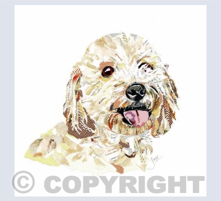 Cavapoo