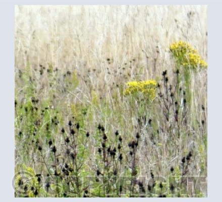 Wild grasses