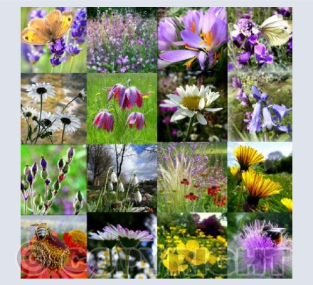 British wild flowers
