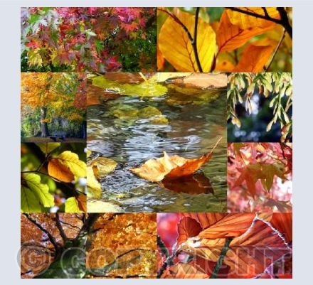 Autumn collage