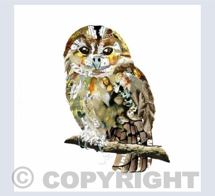 Tawny Owl 2
