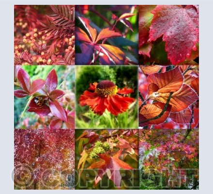 Rainbow reds