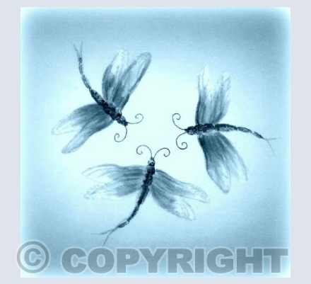 Damselflies