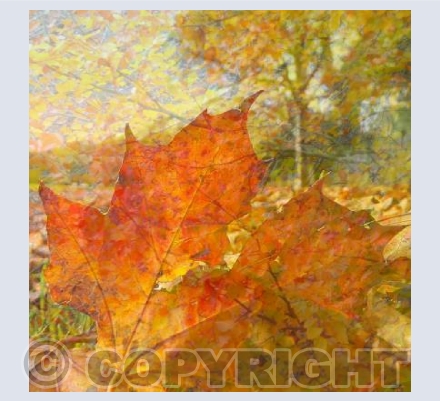 Autumn leaves 1