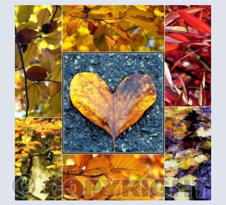 Autumn leaves collage 2