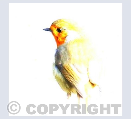 Robin