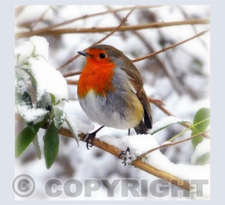 Winter Robin