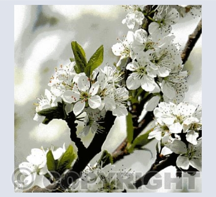 Plum blossom