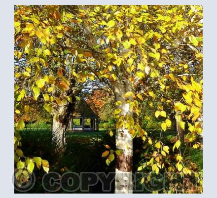 Florence Park, Oxford showing the pavilion