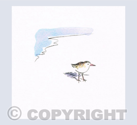 Sandpiper