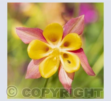 Aquilegia skinneri - Mexican columbine
