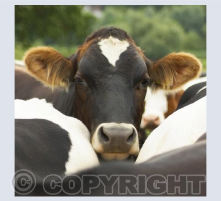Cow