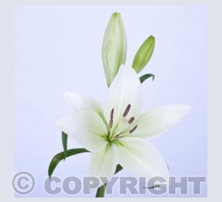 Lily