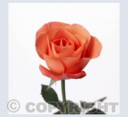 Peach of a Rose