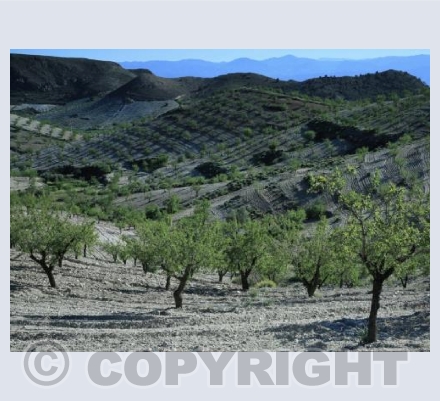 Almond Trees