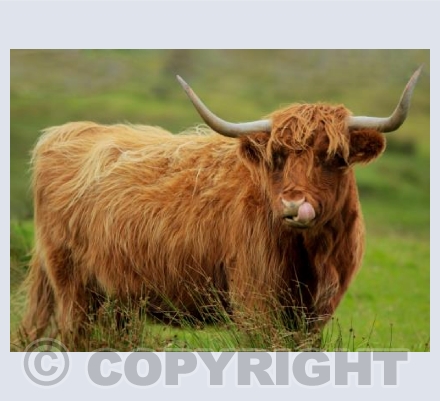 Highland Cow