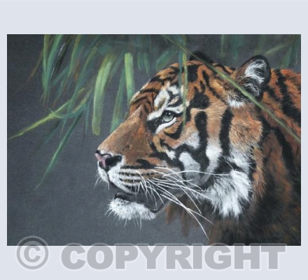 Sumatran Tiger