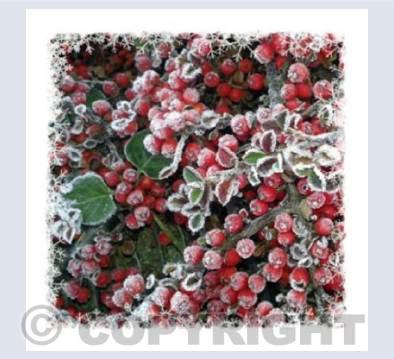 "Winter Berries"