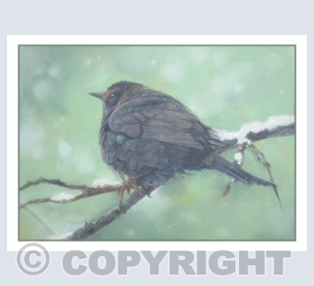 "Winter Blackbird"