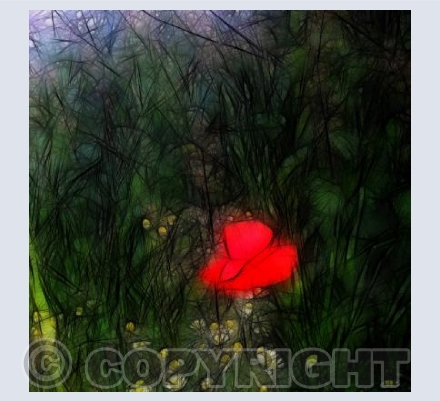 poppy