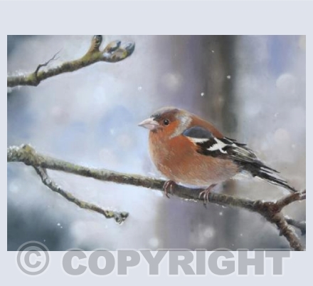Winter Chaffinch
