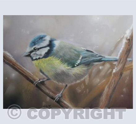 Winter Bluetit