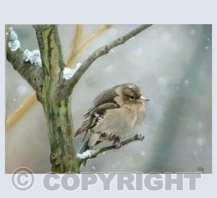 Winter Sparrow