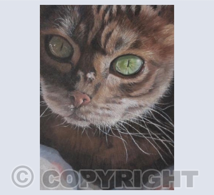 Cats eyes