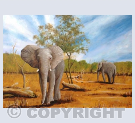 Elephants