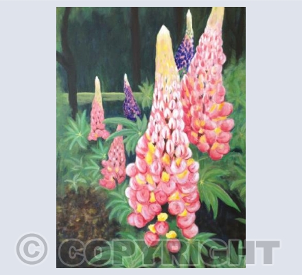 Lupins