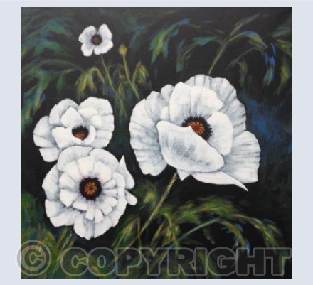 White Poppies