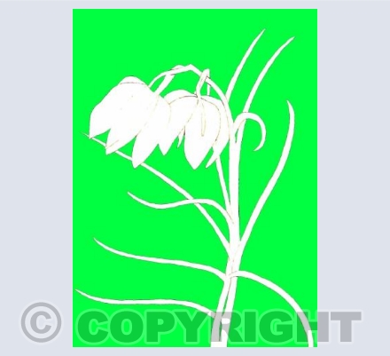 Green Fritillary