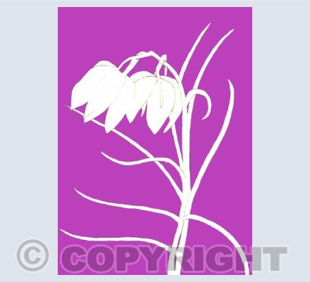 Pink Fritillary