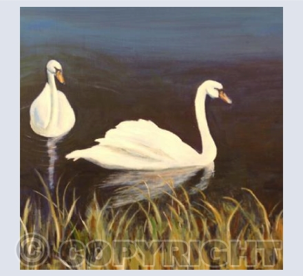 Swans at Croome Park
