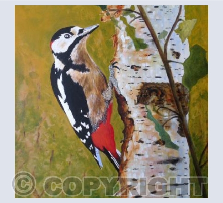 Great Spotted Woodpecker