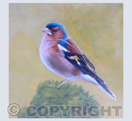 Chaffinch