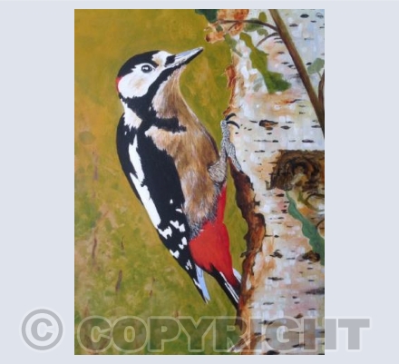 Great Spotted Woodpecker