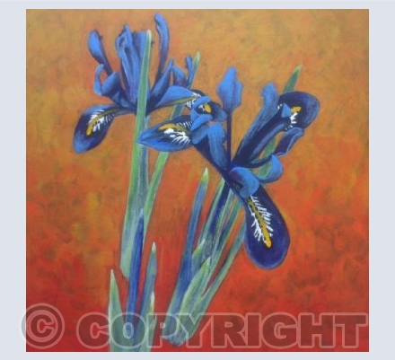 Iris Reticulata