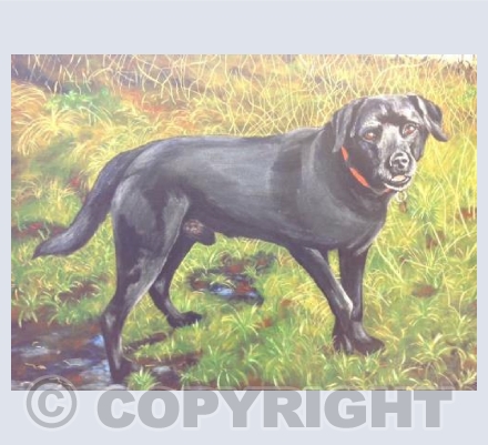 Come on Dad!