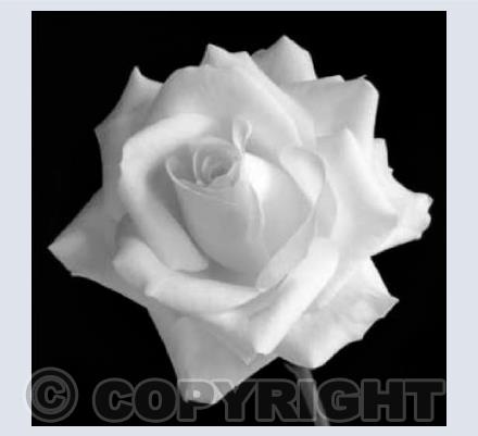 An English Rose