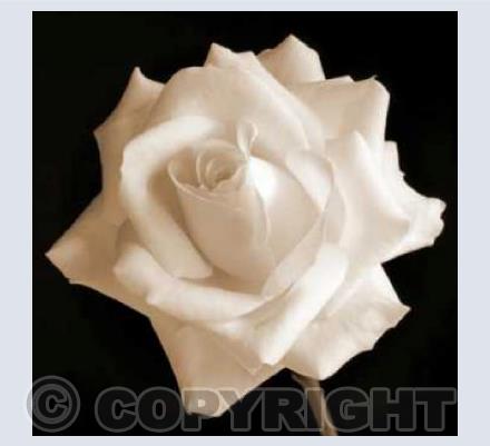 An English Rose