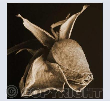 Faded Rose
