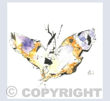 butterfly