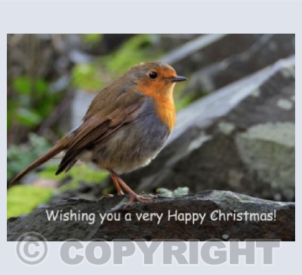 Christmas Robin