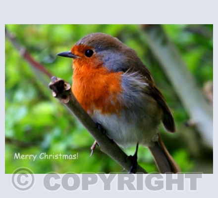 Dear Robin