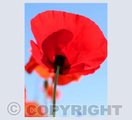 Perfect Poppy