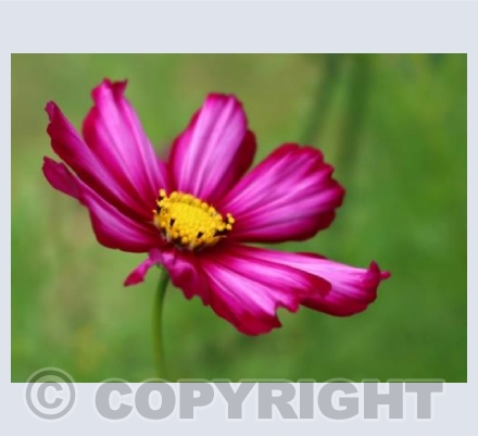 Stunning Cosmos