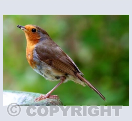 Robin Red Breast